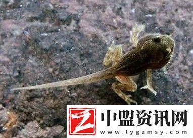 蝌蚪缺少什么就不能變成青蛙了