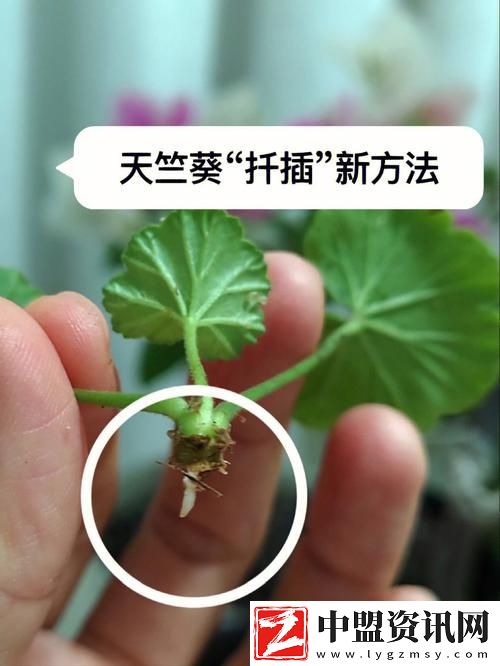 提升植物生長的智慧